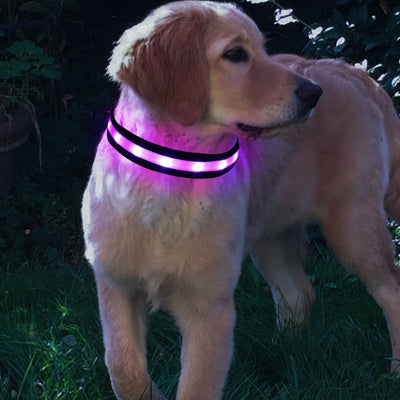 Nylon LED Pet Dog Collar,Night Safety Flashing Glow In The Dark Dog Leash,Dogs Luminous Fluorescent Collars Pet Supplies 4.7 eprolo
